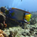 stc-id0025-descubre-el-buceo-1-tanque-07