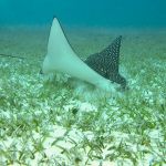 stc-id0063-snorkelear-en-colombia-palancar-y-el-cielo-desde-playa-tortugas-06