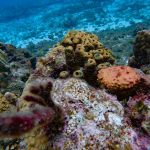 stc-id0069-snorkel-doble-arrecife-el-cielo-y-playa-mia-en-catamaran-05