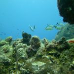 stc-id0029-descubre-el-buceo-1-tanque-en-cozumel-desde-cancun-06