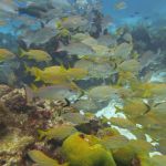 stc-id0037-descubre-el-buceo-2-tanques-en-cozumel-desde-cancun-05