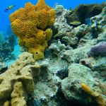 stc-id0037-descubre-el-buceo-2-tanques-en-cozumel-desde-cancun-06