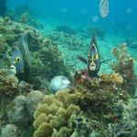 stc-id0045-buceo-basico-1-tanque-iniciando-desde-cancun-05