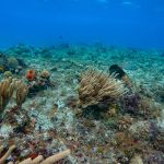 stc-id0073-double-reef-snorkel-el-cielo-and-playa-mia-by-catamaran-at-cozumel-starting-from-cancun-06