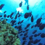 stc-id0073-double-reef-snorkel-el-cielo-and-playa-mia-by-catamaran-at-cozumel-starting-from-cancun-07