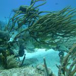 stc-id0031-descubre-el-buceo-1-tanque-en-cozumel-desde-la-riviera-maya-04