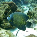 stc-id0039-descubra-el-buceo-2-tanques-en-cozumel-desde-la-riviera-maya-06