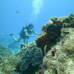 stc-id0047-scuba-diving-basic-1-tank-at-cozumel-starting-from-riviera-maya-08