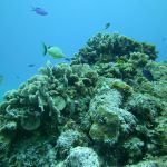 stc-id0055-buceo-basico-2-tanques-en-cozumel-iniciando-desde-la-riviera-maya-03