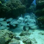 stc-id0055-buceo-basico-2-tanques-en-cozumel-iniciando-desde-la-riviera-maya-06