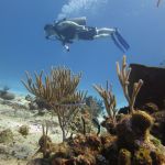 stc-id0027-descubre-el-buceo-1-tanque-desde-playa-del-carmen-05