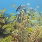 stc-id0027-descubre-el-buceo-1-tanque-desde-playa-del-carmen-07