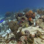 stc-id0027-descubre-el-buceo-1-tanque-desde-playa-del-carmen-08