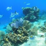 stc-id0003-snorkeling-by-vip-glass-bottom-boat-cubana-at-cozumel-with-beach-break-and-lunch-07