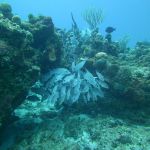 stc-id0043-buceo-basico-1-tanque-iniciando-desde-playa-del-carmen-04