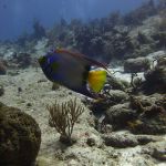 stc-id0051-buceo-basico-2-tanques-iniciando-desde-playa-del-carmen-04