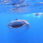 stc-id0165-whaleshark-adventure-around-isla-mujeres-from-cozumel-01