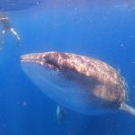 stc-id0165-whaleshark-adventure-around-isla-mujeres-from-cozumel-02