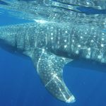 stc-id0165-whaleshark-adventure-around-isla-mujeres-from-cozumel-05