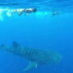 stc-id0165-aventura-con-tiburon-ballena-en-isla-mujeres-desde-cozumel-03