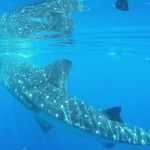 stc-id0165-aventura-con-tiburon-ballena-en-isla-mujeres-desde-cozumel-08