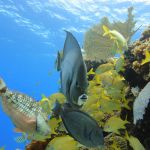 stc-id0169-private-4-hour-snorkeling-at-the-marine-park-reefs-03
