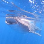 stc-id0177-whale-shark-adventure-from-cancun-06