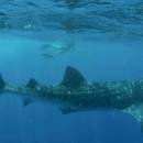 STC-ID0167-_whale-shark-adventure-from-playa-del-carmen-00-cover_original