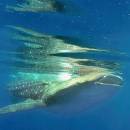 STC-ID0167-_whale-shark-adventure-from-playa-del-carmen-01_original