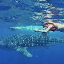 STC-ID0167-_whale-shark-adventure-from-playa-del-carmen-04_original