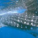 STC-ID0167-_whale-shark-adventure-from-playa-del-carmen-05_original