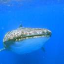 STC-ID0167-_aventura-con-tiburones-ballena-desde-playa-del-carmen-02_original