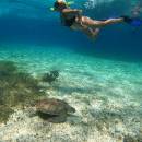 tour-de-snorkel-en-el-santuario-de-tortugas-01_original