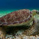 tour-de-snorkel-en-el-santuario-de-tortugas-05_original