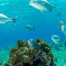 stc-id0245-club-de-playa-money-bar-con-almuerzo-y-esnorquel-03_original