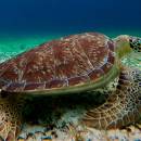 stc-id0281-turtle-sanctuary-and-el-cielo-by-catamaran-poseidon-04_original